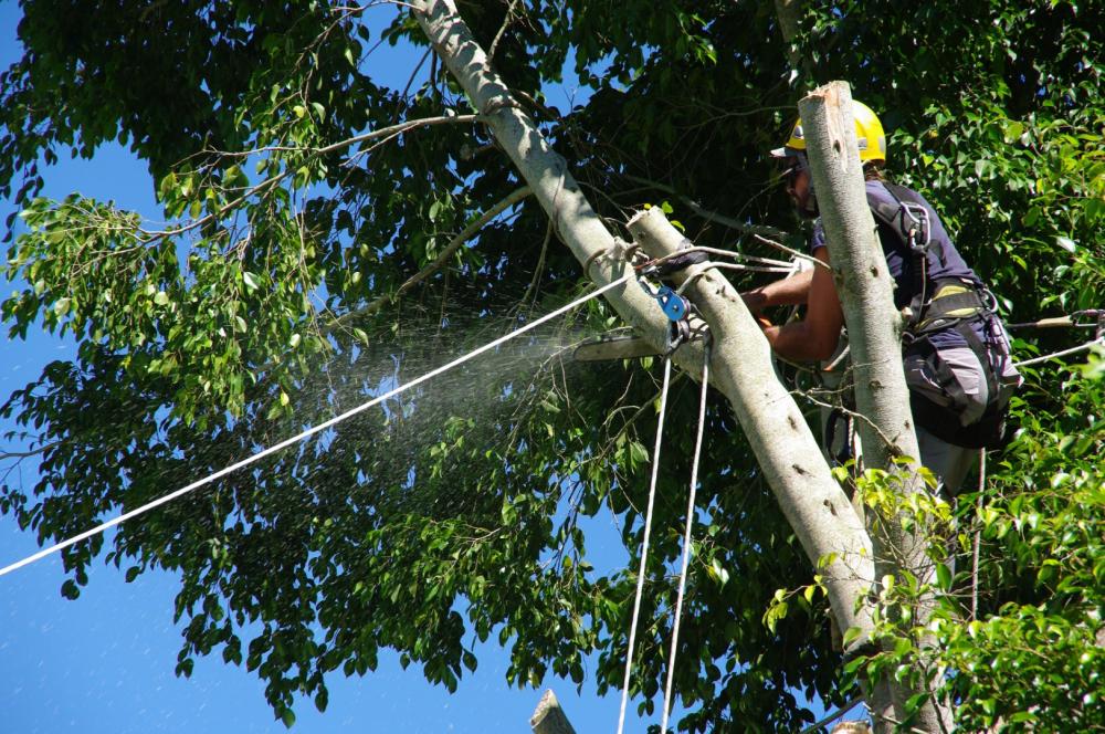 abattage-arbre-tronconneuse